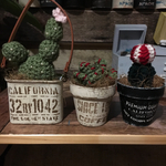 nozomi0308様オーダー専用サボちゃんと鉢