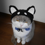 黒い柴犬