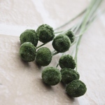 ボタンフラワー　モデレートグリーン　10本