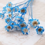 スターフラワー　キャンディーブルー　20本＋2本　満開中心