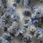 ドライフラワー　ラベンダーグラデかすみ草　５０輪