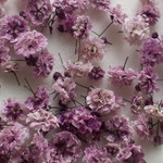 ドライフラワー　パープルグラデかすみ草　５０輪