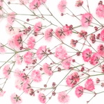 再販🎶グラデーションかすみ草　レッド系　１８本。。。押花素材