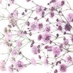 再販🎶グラデーションかすみ草　パープル系　１８本。。。押花素材