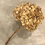 no.B ドライフラワー 紫陽花 アンティーク