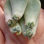 【送料込】白牡丹葉挿し５枚★発芽済み多頭★多肉★多肉植物★