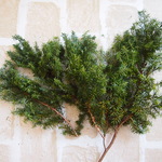 ソフトヒムロスギ(プリザーブド）フレッシュグリーン　小分け