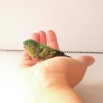 【高野TAKANOさまご注文品】サザナミインコ(小)  