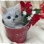  erikonaha様ご購入ご予約品☆バケツにゃんこ☆彡クリスマスバージョン☆ロシアンブルー