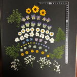 押し花  花便り NO.845
