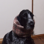 ♡ジャガードニット・上品!スコットチェック・リブニット♡中型犬用スヌード