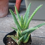 【送料込】セブリナ★仔つき★アロエ★多肉★多肉植物★