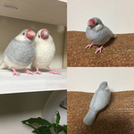 シルバー文鳥 羊毛フェルト