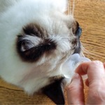 猫コミュニケーションリング 猫舌（ネコジタ）さん