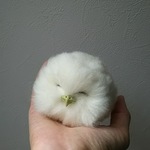 ご予約のかた専用のページ★送料込み★羊毛フェルト製ガマグチヨタカのヒナ