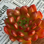 多肉植物カット苗🌵ピンクルルビー🙌
