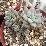 多肉植物 プロリフェラ 