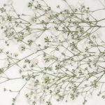 かすみ草　ホワイト　２０本。。。押花素材