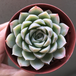 多肉植物「ヒューミリス」エケベリア