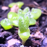 モニラリア 苗 多肉植物　