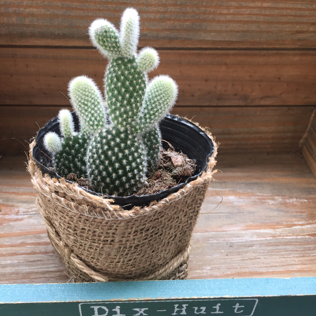 バニーカクタス うさぎのサボテン 多肉植物 インテリア ガーデニング ハンドメイドマーケット Minne