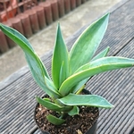 【送料込】アングスティフォリア★アガベ★多肉★多肉植物★