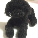 K様専用 リクエスト品 【トイプードル ブラック】