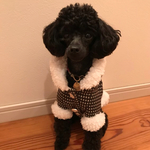 ウールのコート オーダー犬服 ワンコ服 ドッグウェア