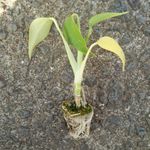 観葉植物 モンステラの苗2株