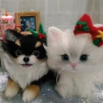 〔takshisu様専用ページ〕チンチラちゃんと、チワワちゃん