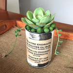 多肉植物 リメイク缶 寄せ植え ピーチプリデ 