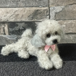 [送料無料]羊毛フェルト トイプードル