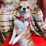 【再】犬用バンダナ❤️小型犬 〜中型犬(和風椿)