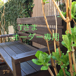 オーダー専用
