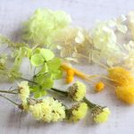 黄色の花材　（ハーバリウム・ボタニカルキャンドル用素材）
