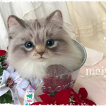 erikonaha様ご購入ご予約品☆バケツにゃんこ☆彡クリスマスバージョン☆サイベリアン 