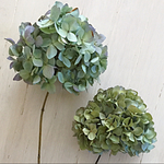 紫陽花枝付きドライフラワー2本