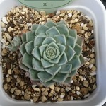 花歌農場⭐レント⭐エケべリア⭐パクさん苗⭐多肉植物⭐