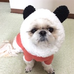 🐼 パンダのスヌード