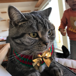 猫用ケープ クリスマスカラーリボン