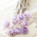 ミニシルバーデージー～ツートンパープル～