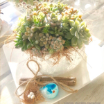 多肉のフロマージュ（巣ごもり）