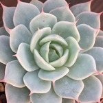 多肉植物根付き苗🌵イードンスノー🙌