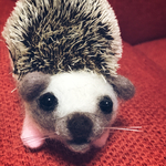 くりくりお目目のハリネズミ