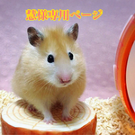 こちらは慧様専用ページにて、他の方のご購入はお控え下さい🌸ネックレス3点セット