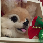 羊毛フェルトチワワ犬のブローチXマス