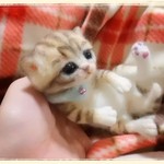 おねがいにゃんこＮｏ．50