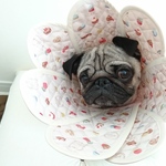 ふがれすチャリティー「47都道府県ＰＵＧ」エリカラ