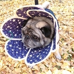 ふがれすチャリティー「47都道府県ＰＵＧ」エリカラ
