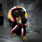 🌼🐶🌼マーガレットとポンポンチョーカー
